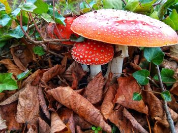 Close-up of fly agaric mushroom on field