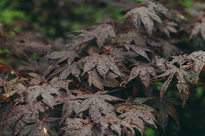 Close-up of dried leaves on plant