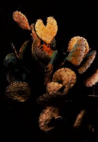 Close-up of fresh leaves against black background