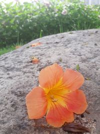 Close-up of hibiscus flower