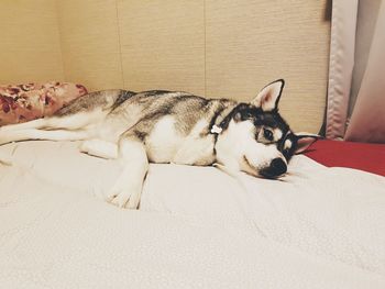 Close-up of dog sleeping on sofa at home