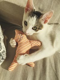 Close-up portrait of kitten on sofa