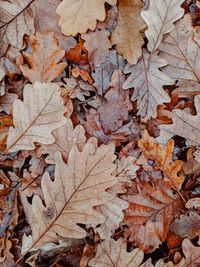 High angle view of dried maple leaves