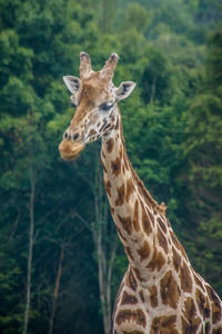 Giraffe in a forest