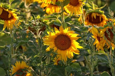 Close-up of yellow flowering plants on field