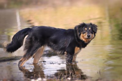 Black dog in a lake