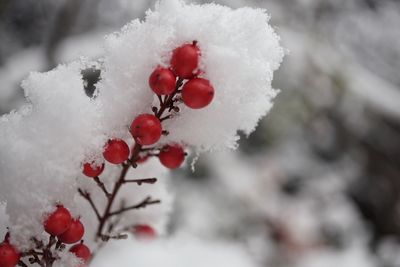 Close-up of snow covered tree