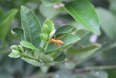 Close-up of insect on plant
