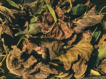 Full frame shot of dry autumn leaves