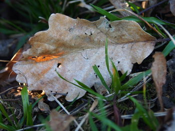 Close-up of dry leaf on grass