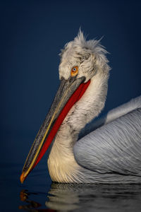 pelican