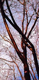 Low angle view of bare trees against sky