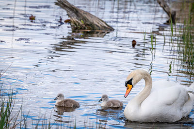 Mute swan bird family with cygnets swimming together. family swan with babies. cygnus olor. 