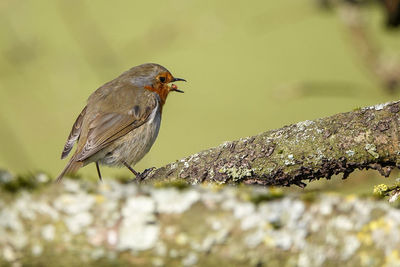 Close-up of bird perching on branch against blurred background