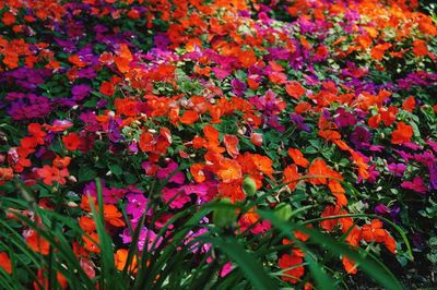 Full frame of red flowers