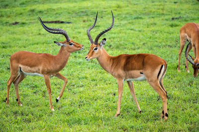 Deer in a field