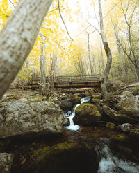 Stream flowing through rocks in forest