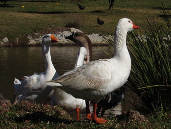 Ducks on lakeshore