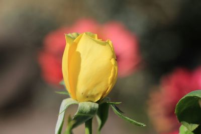 Close-up of yellow flower blooming outdoors