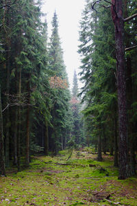 Trees in forest