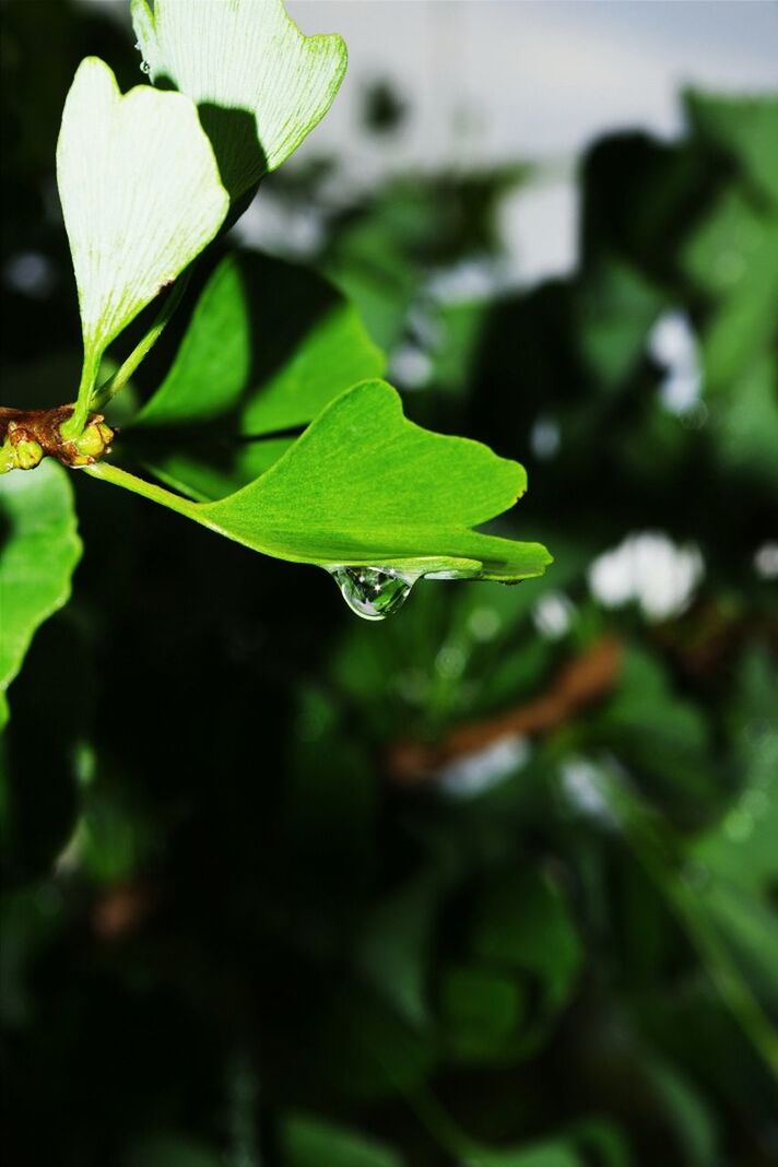 leaf, growth, green color, close-up, focus on foreground, plant, leaf vein, drop, freshness, nature, wet, water, beauty in nature, selective focus, leaves, fragility, dew, green, stem, day