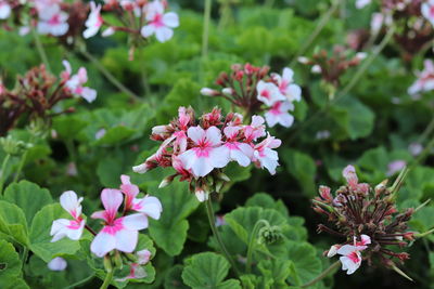 Close-up of pink flowering plant