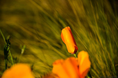 Close-up of orange flower growing on field
