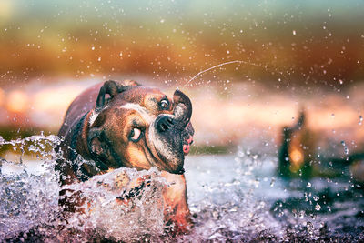 Close-up of dog in water