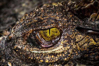 Close-up of a turtle