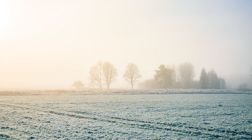 Trees on snow covered landscape against sky