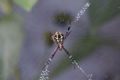 Close-up of spider on web