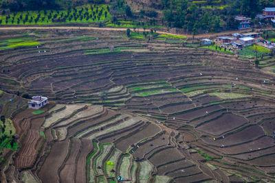 High angle view of agricultural field