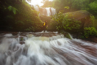 Scenic view of waterfall in forest