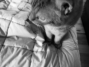 Close-up of dog