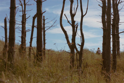 Trees on field against sky