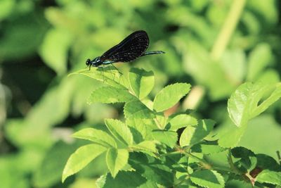 Close-up of butterfly on leaf