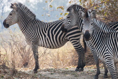 Zebras standing in a field