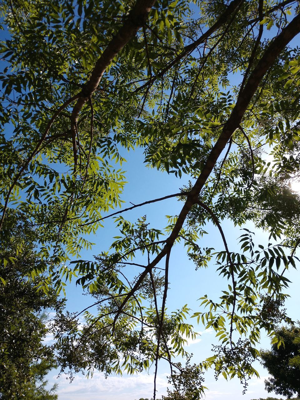 tree, plant, branch, sky, leaf, low angle view, beauty in nature, nature, growth, forest, sunlight, no people, tranquility, day, green, outdoors, woodland, flower, scenics - nature, land, plant part