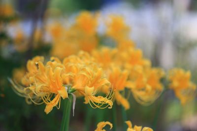 Close-up of yellow flowers blooming outdoors