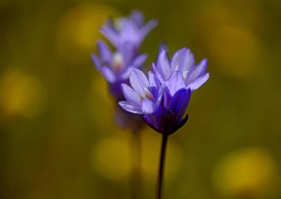 Close-up of blue flower