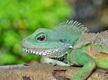 Close-up of lizard on rock