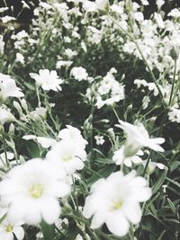 Close-up of white flowers blooming in spring