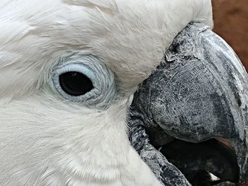 Close-up of white bird