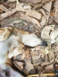 High angle view of dog sleeping