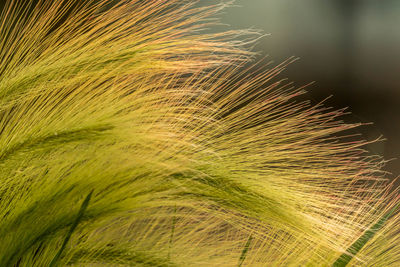 Close-up of crops growing on field