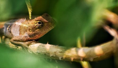 Close-up of lizard