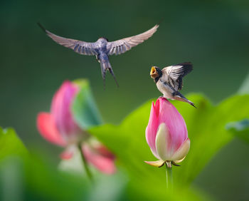 Birds and pink rose bud