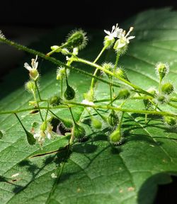 Close-up of insect on plant