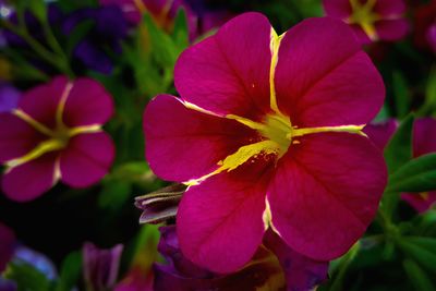 Close-up of purple flowering plant in park