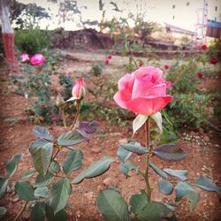 Close-up of pink rose